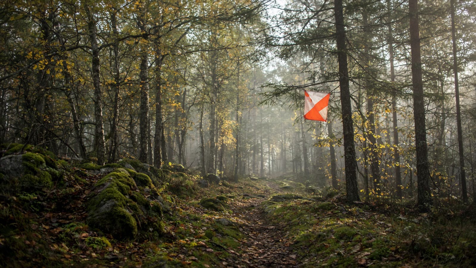 Skogsstig med orangeröd orienteringskontroll bland björk och tall i morgondis — atmosfär till Tove Alexanderssons EM-guld